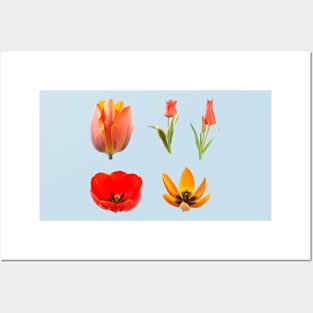 Tulips Posters and Art